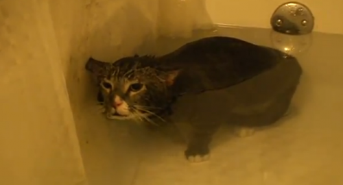 Boss Mèo kêu meo meo dưới nước buồn cười muốn xỉu