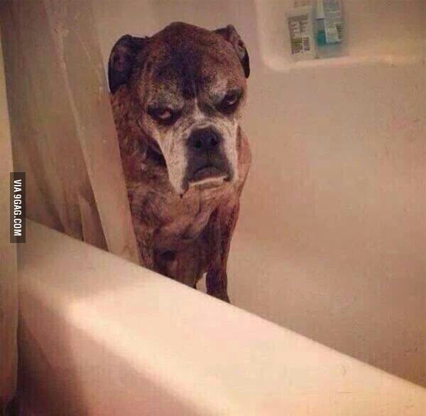 Tụi Boss chó lười tắm khiến Sen lúc nào cũng phải chật vật