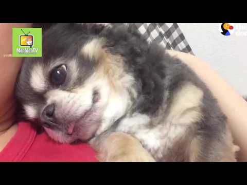 Series cún vui vẻ - lũ boss quậy phá chịu không nỗi luôn 