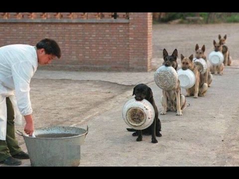 Tổng hợp 10 giống chó khôn nhất quả đất mà các bạn nên biết