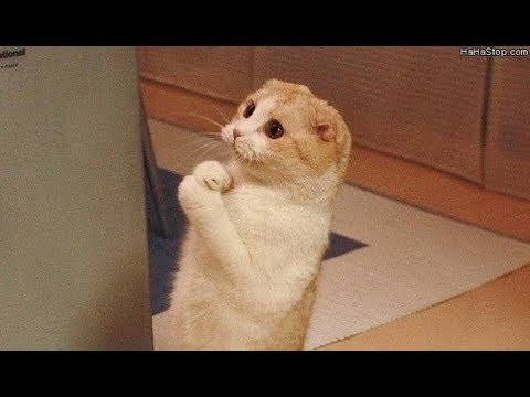Funny cat!!!
