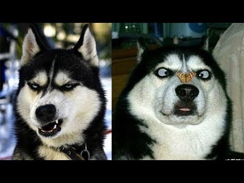 Lũ chó lũ mèo là bá chủ thiên hạ rồi không ai đỡ được đâu