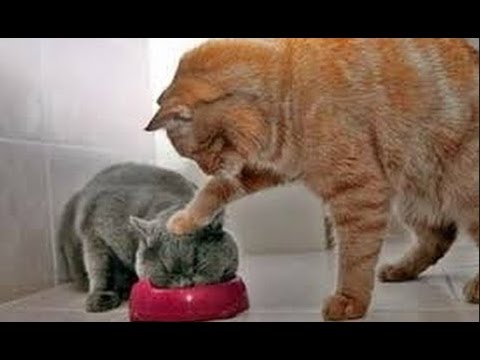 Clip Vui Chết cười vì Chó với Mèo