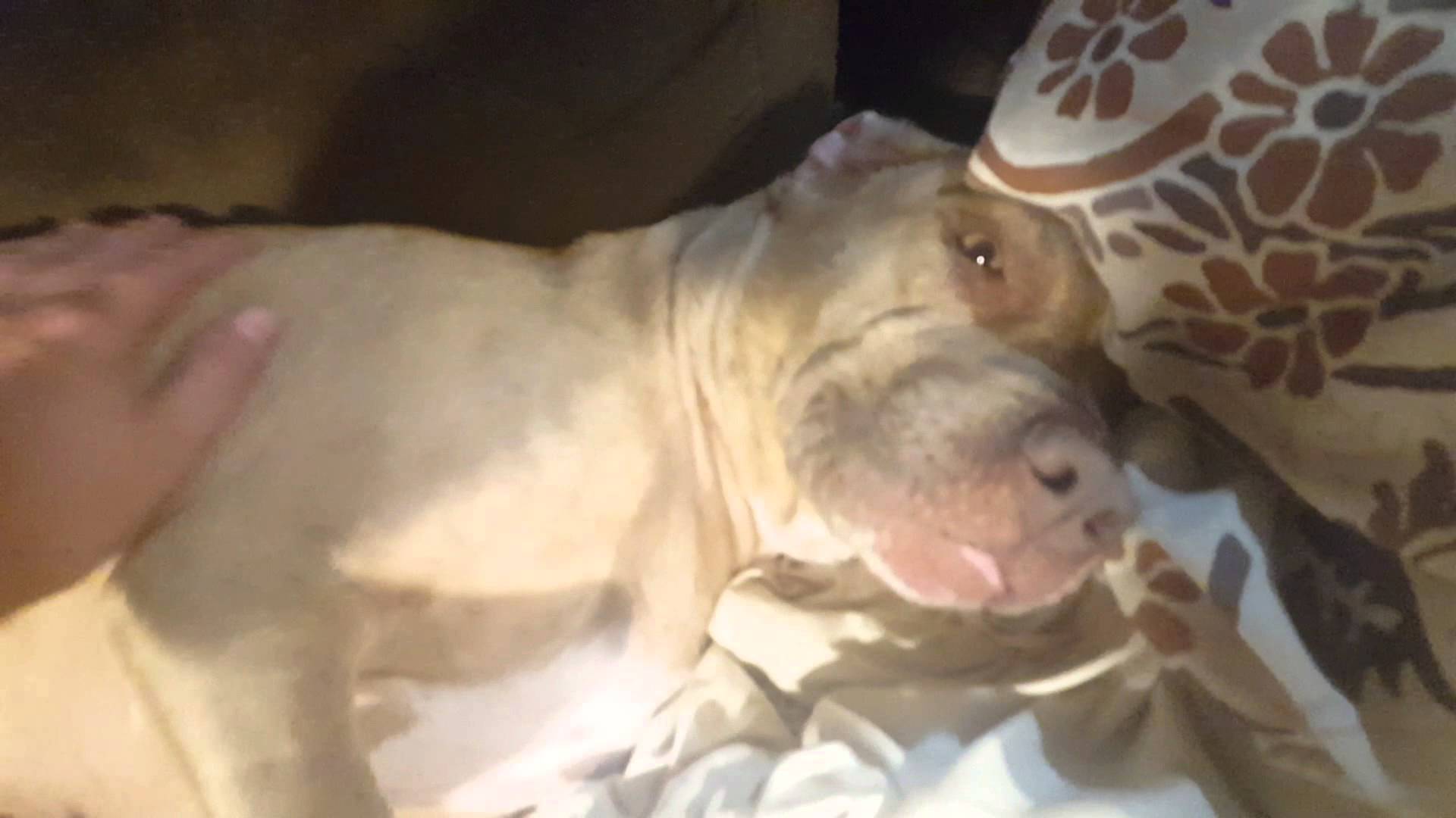 Sen vắng nhà thế là Boss nằm ngủ ngáy thẳng cẳng