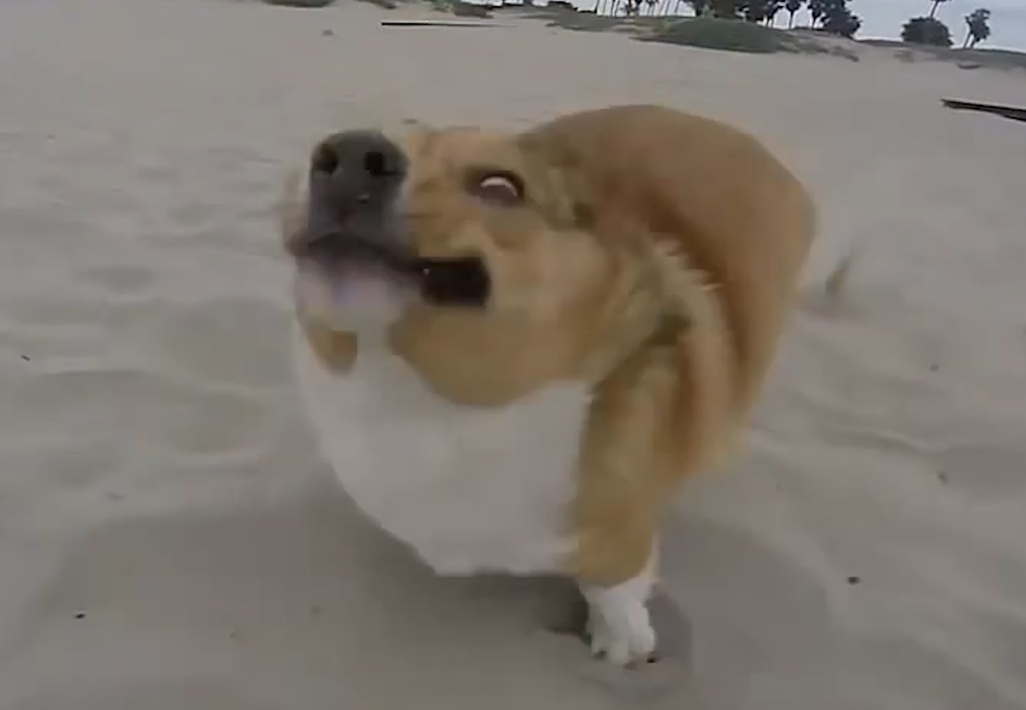 Khi lũ chó thất bại trong việc làm chó