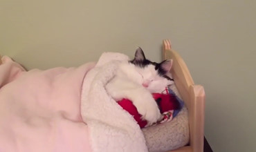 Boss Mèo ngoan nhất thế giới, tự lên giường đắp chăn đi ngủ dễ thương chưa kìa