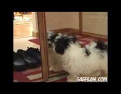 Khi chó mèo gặp gương =))
