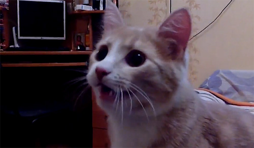 Boss mèo nghĩ mình là chó, chơi đuổi bắt như đúng rồi