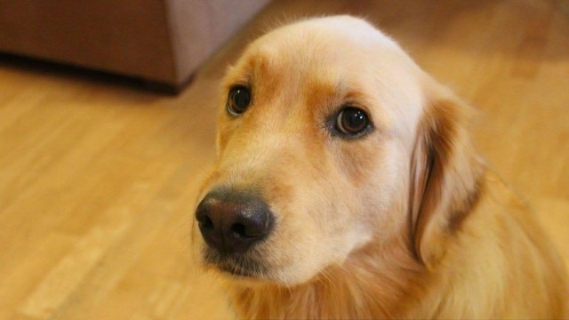 Lũ cún xấu tính lúc nào cũng muốn gây sự chú ý