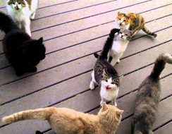 Mỗi sớm mai thức dậy, là một bầy mèo đứng ngoài cửa xin ăn