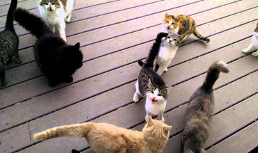 Mỗi sớm mai thức dậy, là một bầy mèo đứng ngoài cửa xin ăn