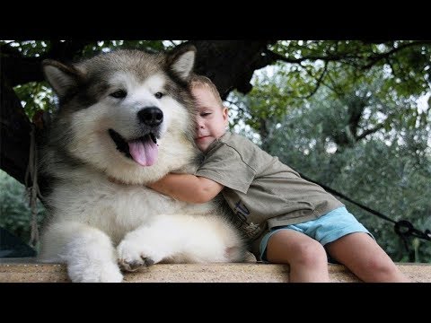 Mấy bé Alaskan Malamute chơi với em bé thì còn gì cute hơn nữa