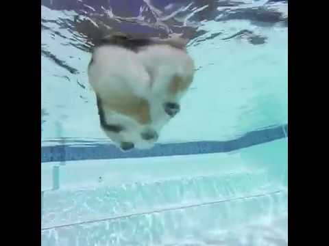 Không phải cục mỡ trôi lềnh bềnh trong hồ bơi thì là gì nữa