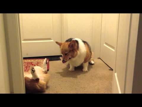 Trận chiến lười nhây béo ngậy nhất lịch sử Corgi