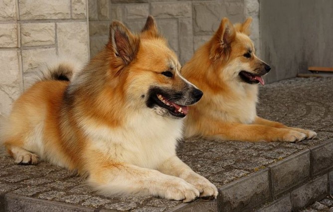 Những giống chó lai phối khó tin nhưng lại đáng yêu bất ngờ (Phần 1)