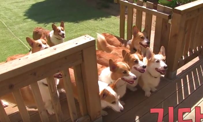 Nuôi nguyên gia đình Corgi chưn ngắn thế này thì sướng ngất