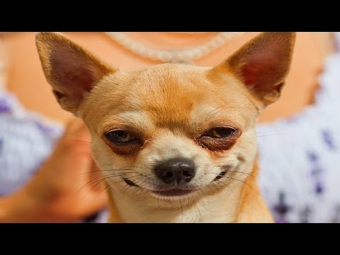 Chihuahua – Kẻ khổng lồ trong cơ thể tí hon 