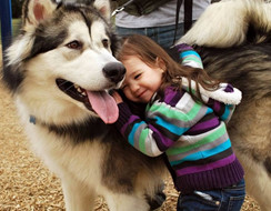 Alaskan Malamute – Những chú chó khổng lồ thân thiện