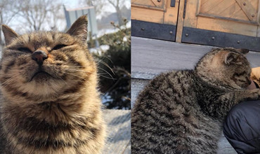 Tan chảy cả trái tim với " nụ cười mũm mĩm" của bé mèo Hoang trong công viên Hổ Siberian
