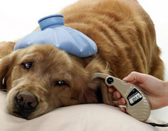 Phương pháp ngăn ngừa bệnh tiểu đường ở chó lớn tuổi