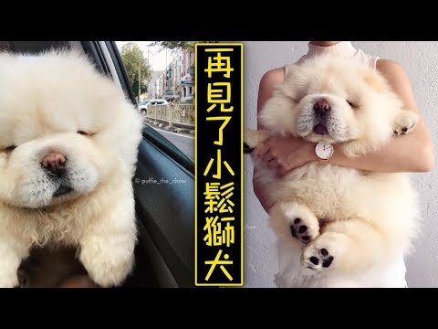 Chú chó Puffie đột ngột qua đời khiến biết bao trái tim tan vỡ