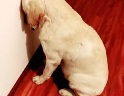 Cắn nhau với chó ngoài đường, chú Labrador bị chủ bắt úp mặt vào tường