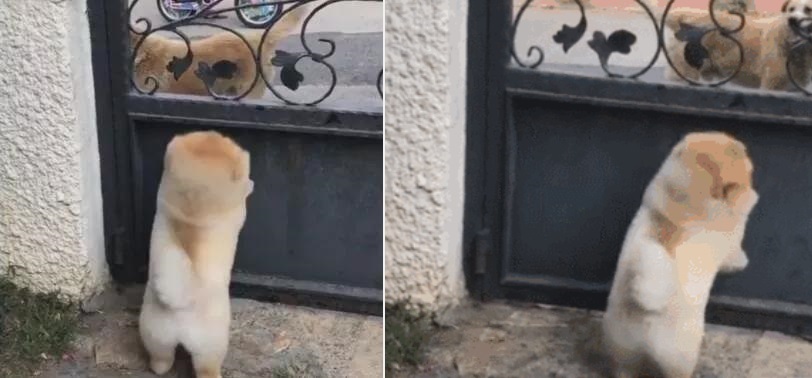 Boss chân ngắn cố nhón chân để gặp bạn mình khiến dân cư mạng cười lăn