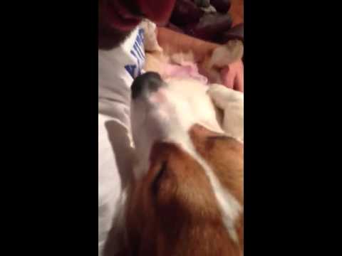 Bị cắt hết móng chân, chú Corgi nằm khóc giận hờn người chủ sao quá vô tình