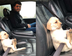 Chú chó nhỏ thắt dây an toàn trên xe đang là tâm điểm của cộng đồng mạng