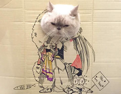 Những chú mèo cosplay thành những nhân vật Anime cực chất chỉ với tấm bìa các tông