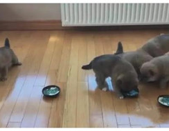 Lũ cún con đang ăn bắt đầu đi giành đồ ăn với nhau và cái kết không thể hài hơn