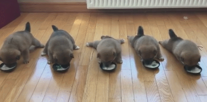 Five dogs had a little accident to eat. User: The importance of the rules!