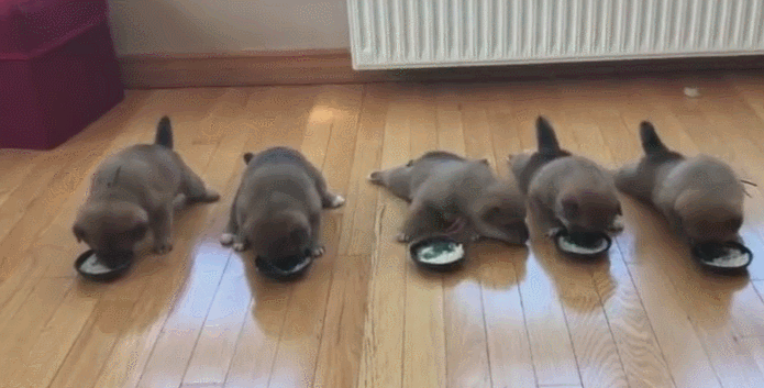 Five dogs had a little accident to eat. User: The importance of the rules!