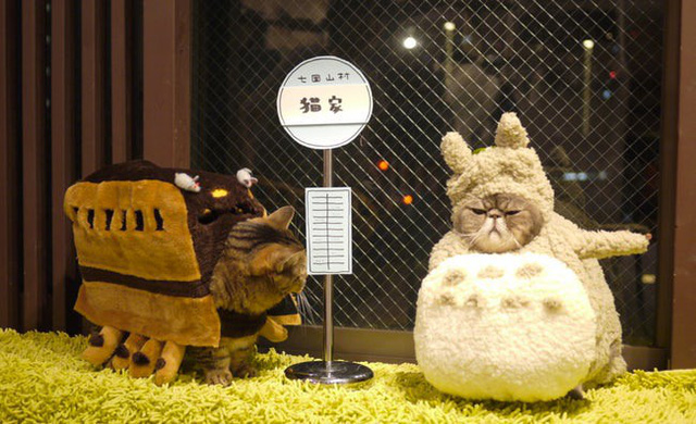 
Catoro - My Neighbor Totoro
