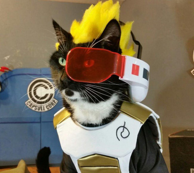 
Cat Vgeta – hoàng tử của người Saiyan - Dragon Ball Z
