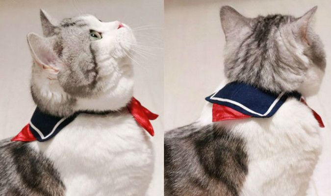 Bé mèo đốn tim cộng đồng mạng Nhật Bản với bộ đồng phục nữ sinh cực đáng yêu