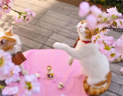 Khi boss mèo làm dáng với vườn hoa anh đào - Thần thái choáng ngợp khó tả