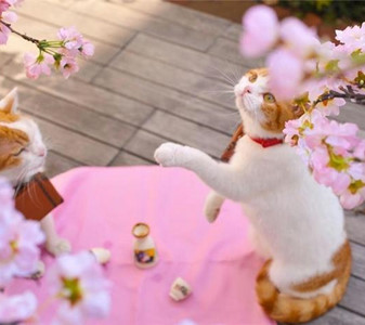 Khi boss mèo làm dáng với vườn hoa anh đào - Thần thái choáng ngợp khó tả