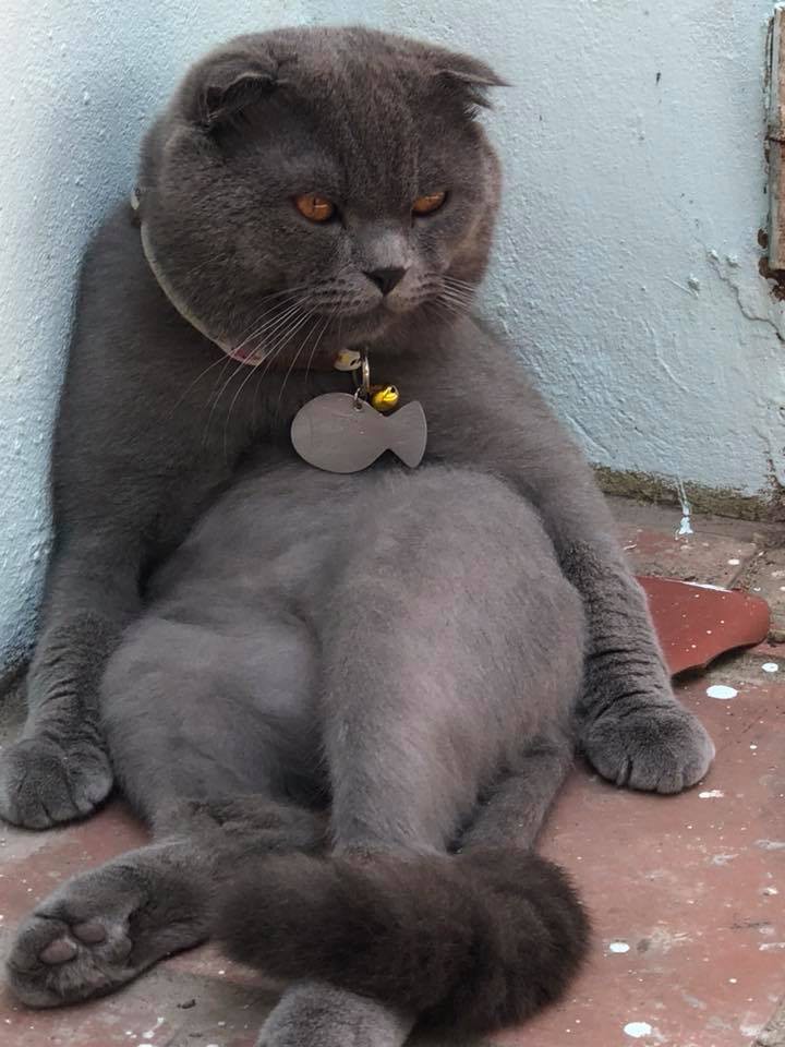 Chùm ảnh: Những con boss dị không thích ngồi theo kiểu truyền thống của loài mèo - Ảnh 6.
