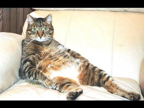 Tổng hợp những dáng ngồi không giống ai của những Boss mèo