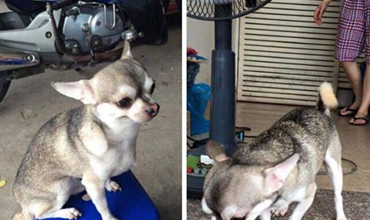 Xuất hiện chú chó lai giữa Husky và Chihuahua khiến dân cư mạng xôn xao